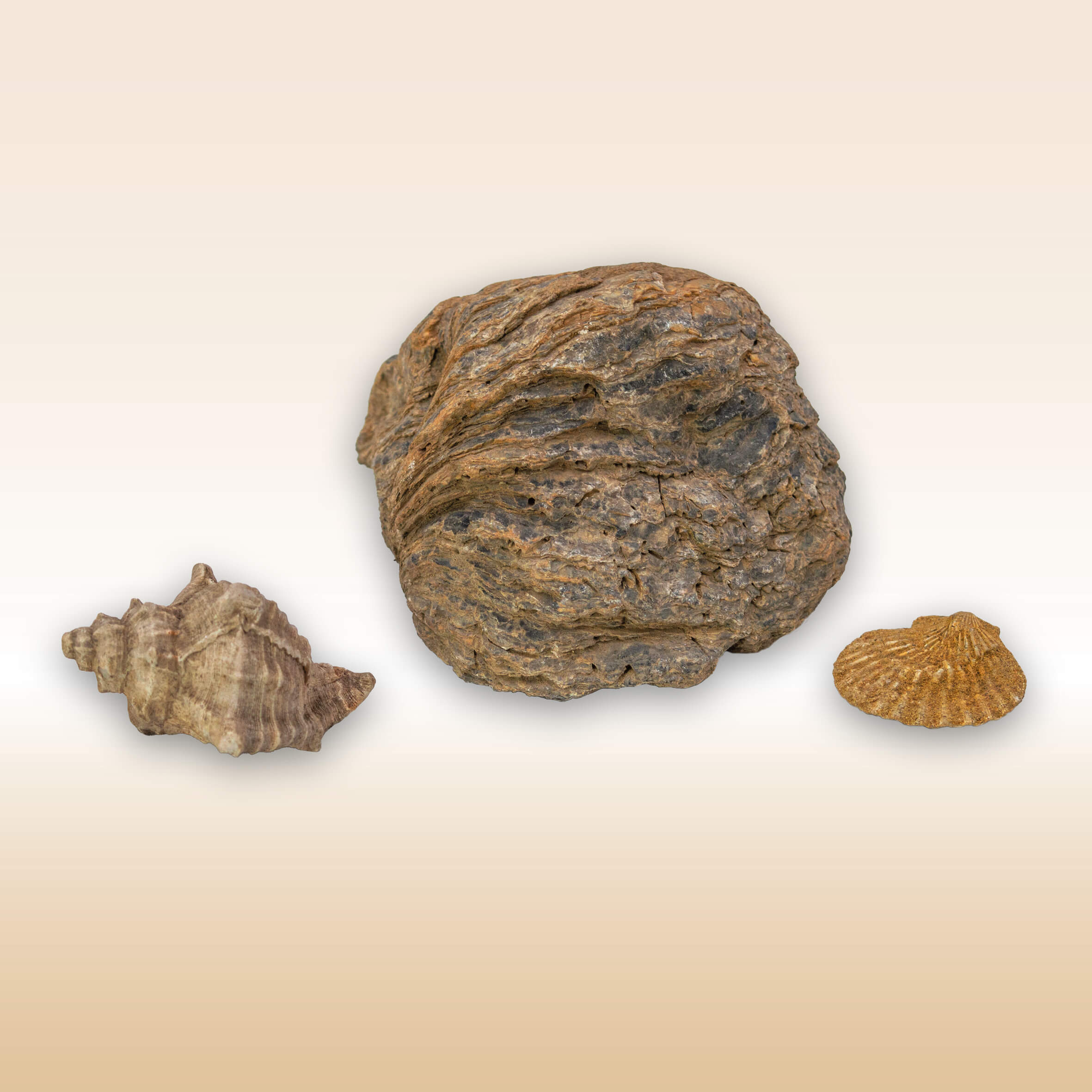 REPERTI MALACOLOGICI