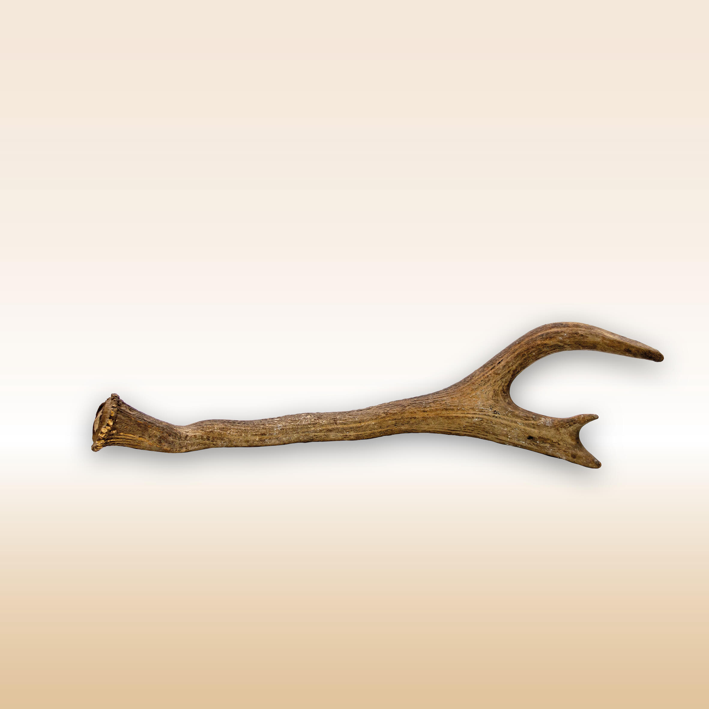 PARTE DI PALCO DI CERVIDE