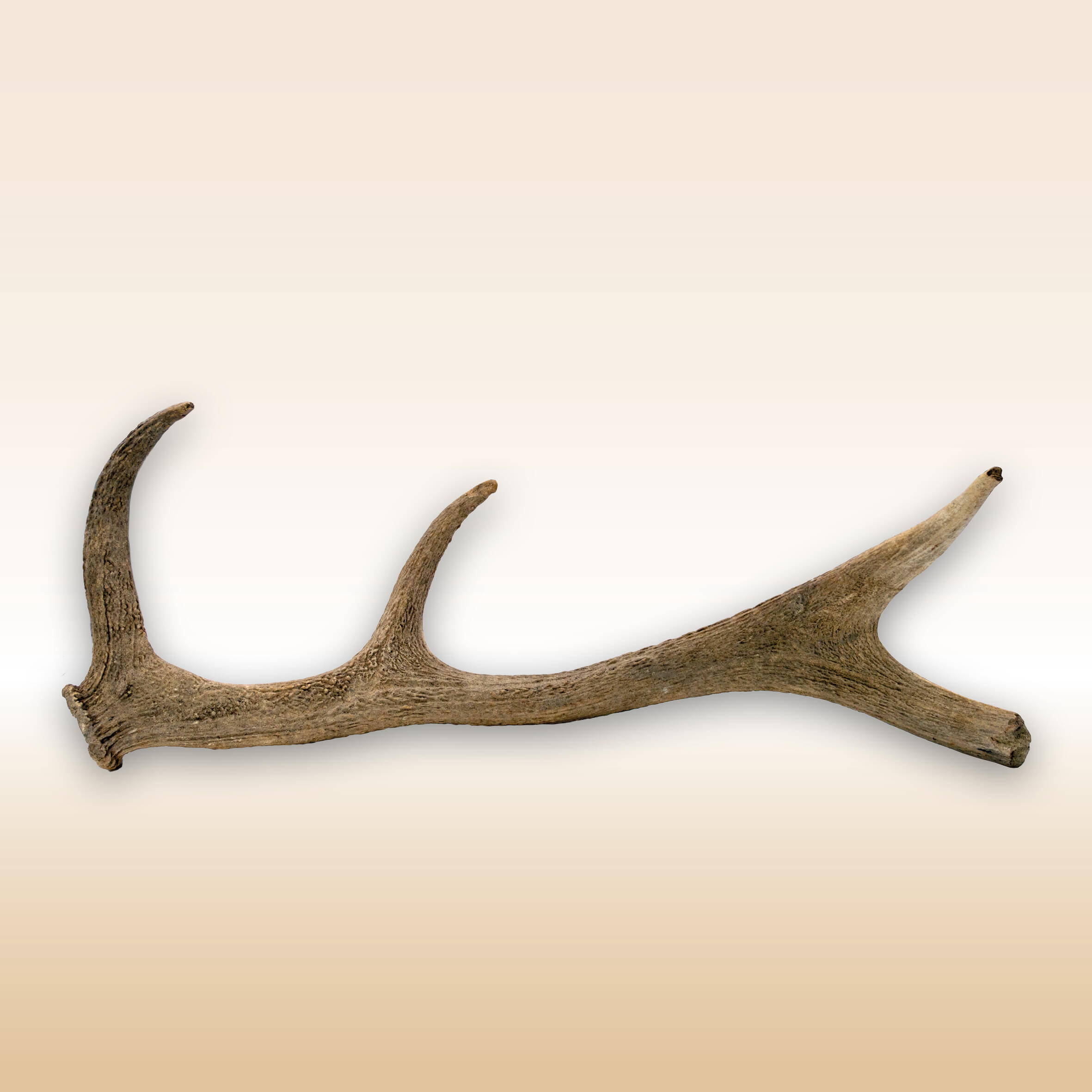 PARTE DI PALCO DI CERVIDE